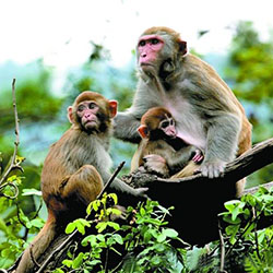 猕猴省级自然保护区